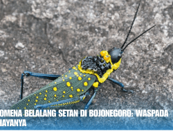 Fenomena Belalang Setan di Bojonegoro: Waspada Bahayanya