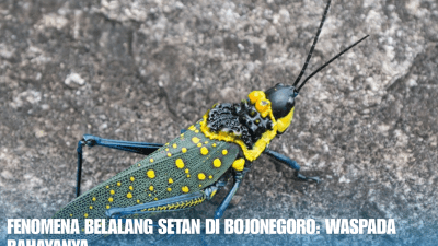 Fenomena Belalang Setan di Bojonegoro Waspada Bahayanya