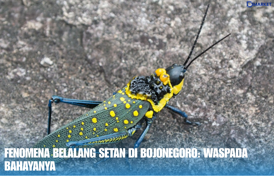 Fenomena Belalang Setan di Bojonegoro Waspada Bahayanya