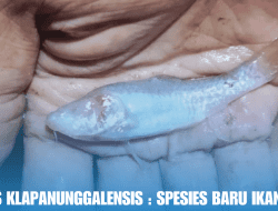 Barbodes Klapanunggalensis : Spesies Baru Ikan Buta