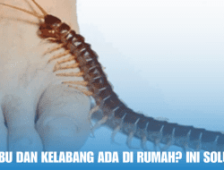 Kaki Seribu Dan Kelabang Ada Di Rumah? Ini Solusinya!