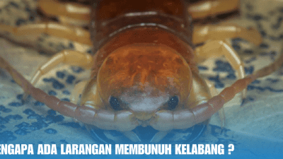 kelabang