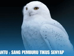 Burung Hantu : Sang Pemburu Tikus Senyap