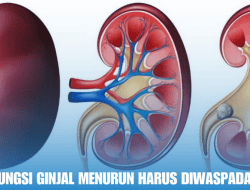 Ciri-Ciri Fungsi Ginjal Menurun Harus Diwaspadai