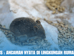 Hama Tikus : Ancaman Nyata di Lingkungan Rumah