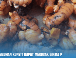 Apakah Tumbuhan Kunyit Dapat Merusak Ginjal ?