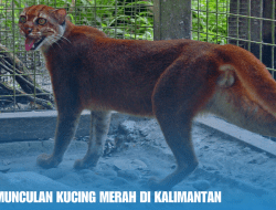 Misteri Kemunculan Kucing Merah di Kalimantan
