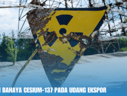 Kandungan Bahaya Cesium-137 pada Udang Ekspor