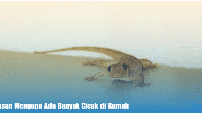 Alasan Mengapa Ada Banyak Hewan Cicak di Rumah