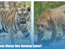 Apakah Hewan Macan Dan Harimau Sama?