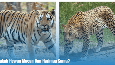 Apakah Hewan Macan Dan Harimau Sama?