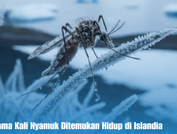 Wow! Pertama Kali Nyamuk Ditemukan Hidup di Islandia