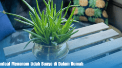 Lidah Buaya