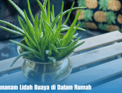 Manfaat Menanam Lidah Buaya di Dalam Rumah