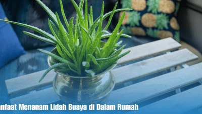 Lidah Buaya