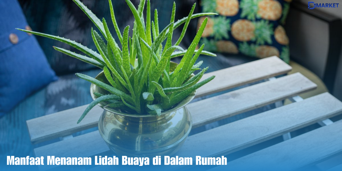 Lidah Buaya