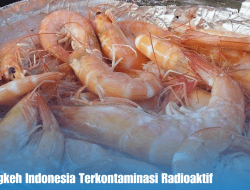 Udang Cengkeh Indonesia Terkontaminasi Radioaktif