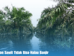 Alasan Pohon Sawit Tidak Bisa Halau Banjir