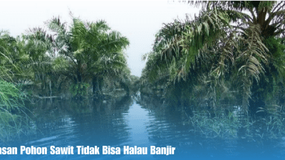 Alasan Pohon Sawit Tidak Bisa Halau Banjir
