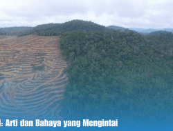 Deforestasi: Arti dan Bahaya yang Mengintai