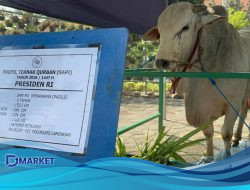 Presiden Sediakan 1.098 Sapi Kurban dari APBN, Sesuai Aturan!