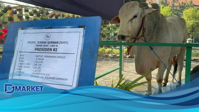Presiden Sediakan 1.098 Sapi Kurban dari APBN, Sesuai Aturan!