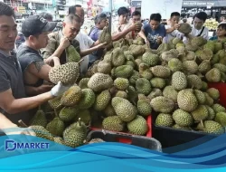 Harga Musang King Anjlok, Warga Kalbar Siap Nikmati Durian Tsunami